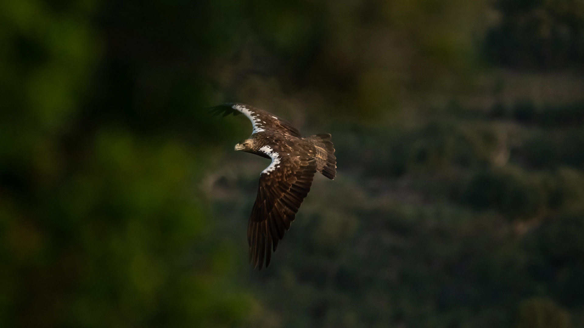 Primer premio en PN Cabañeros