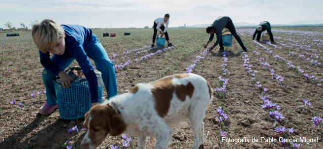 Estudio sobre las necesidades formativas de la juventud rural