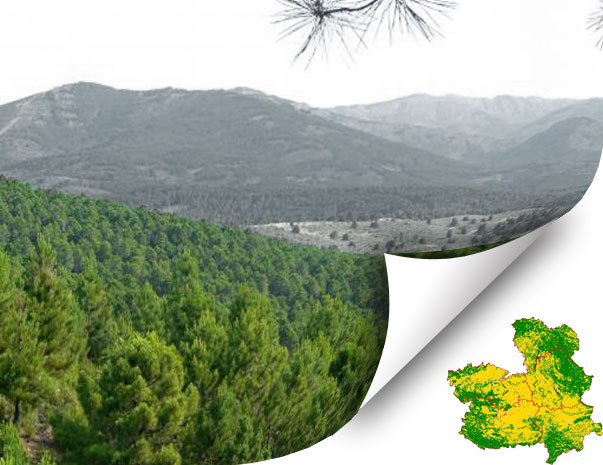 Curso formativo sobre Gestión Forestal Sostenible