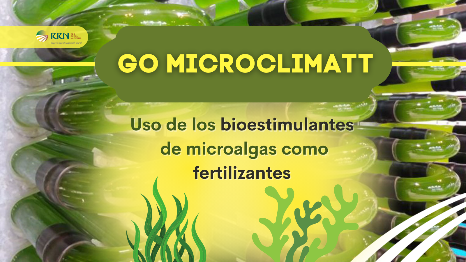 El Grupo Operativo Microclimatt estudia el uso de bioestimulantes de microalgas para mejorar la productividad de los cultivos