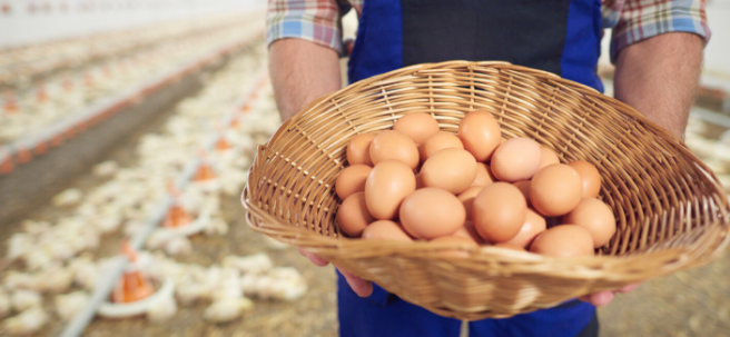 Huevos