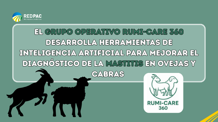 El Grupo Operativo RUMI-CARE 360 desarrolla herramientas de inteligencia artificial para mejorar el diagnóstico de la mastitis en ovejas y cabras El Grupo Operativo RUMI-CARE 360 desarrolla herramientas de inteligencia artificial para mejorar el diagnóstico de la mastitis en ovejas y cabras El Grupo Operativo RUMI-CARE 360 desarrolla herramientas de inteligencia artificial para mejorar el diagnóstico de la mastitis en ovejas y cabras El Grupo Operativo RUMI-CARE 360 desarrolla herramientas de inteligencia a