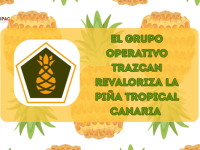 El Grupo Operativo TRAZCAN pone la ciencia al servicio de la piña tropical canaria para reforzar su trazabilidad y valor en el mercado